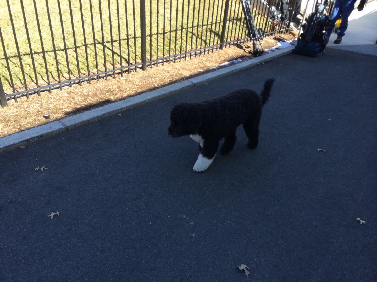 A black and white cat on a sidewalk